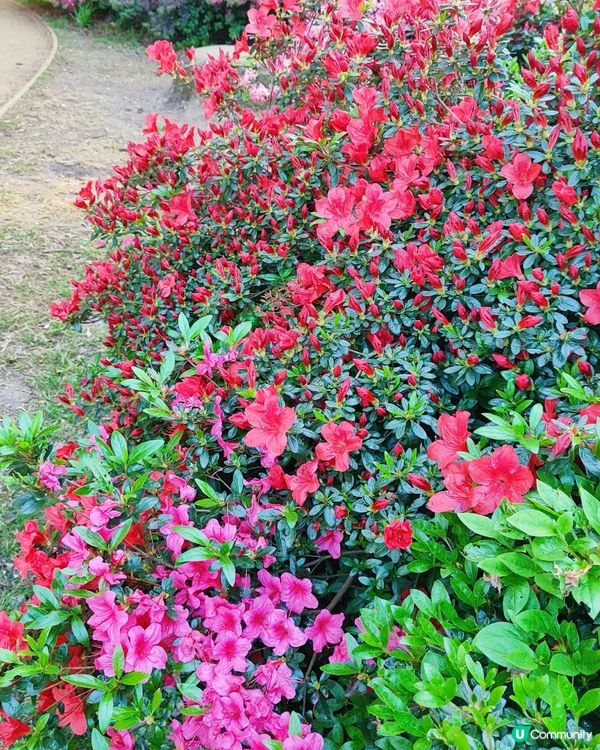 🌸我愛花花🌸萬紫千紅🇬🇧英國勒杜鵑🏵️♥️♥️