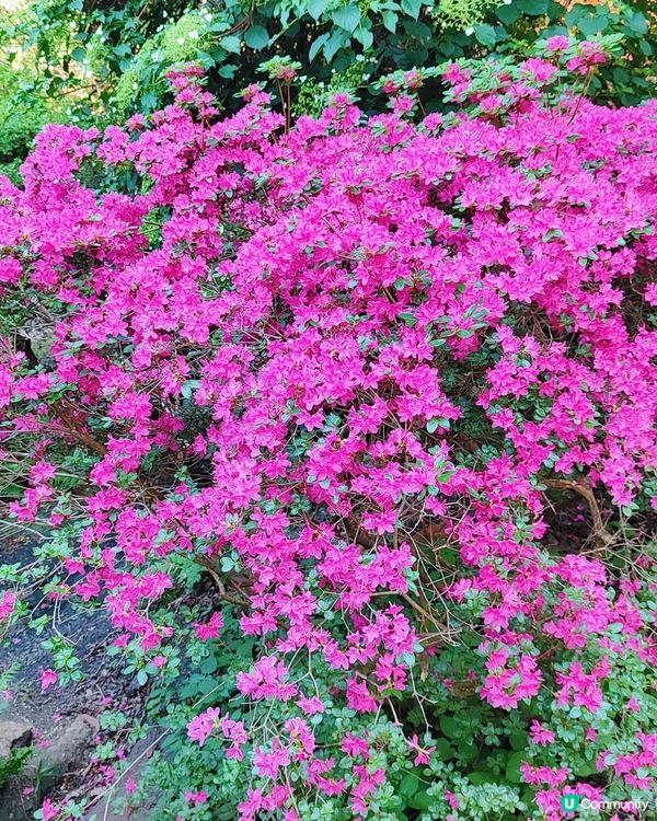 🌸我愛花花🌸萬紫千紅🇬🇧英國勒杜鵑🏵️♥️♥️