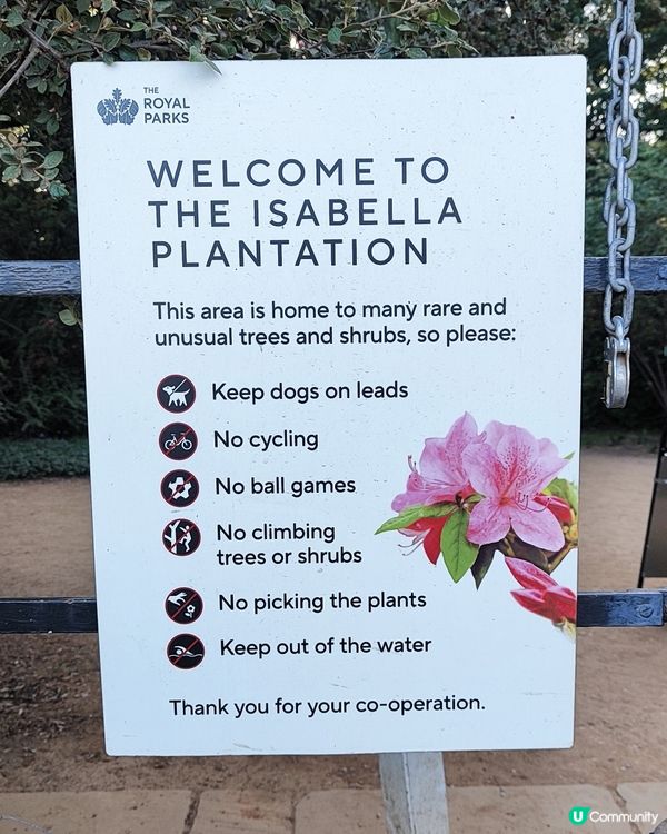 🌸我愛花花🌸萬紫千紅🇬🇧英國勒杜鵑🏵️♥️♥️