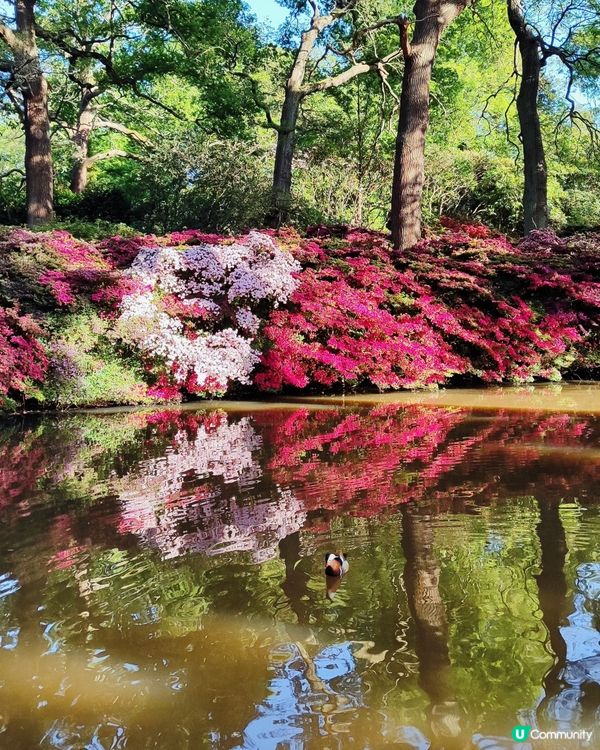🌸我愛花花🌸萬紫千紅🇬🇧英國勒杜鵑🏵️♥️♥️