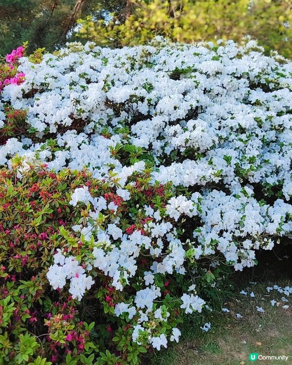 🌸我愛花花🌸萬紫千紅🇬🇧英國勒杜鵑🏵️♥️♥️