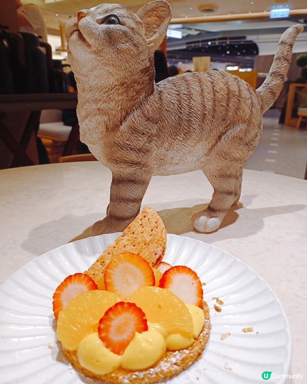 喵喵主題和洋料理😻