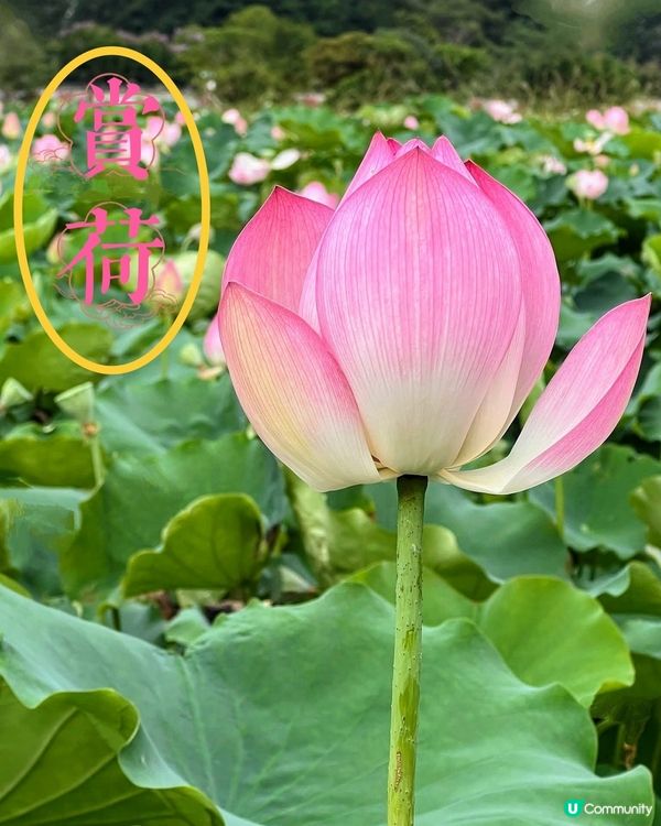 🌸我愛花花🌸🪷洪湖公園荷花節🪷  快D去打卡啦！