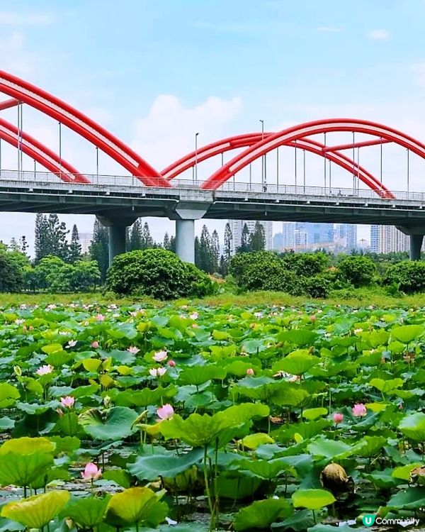 🌸我愛花花🌸🪷洪湖公園荷花節🪷  快D去打卡啦！