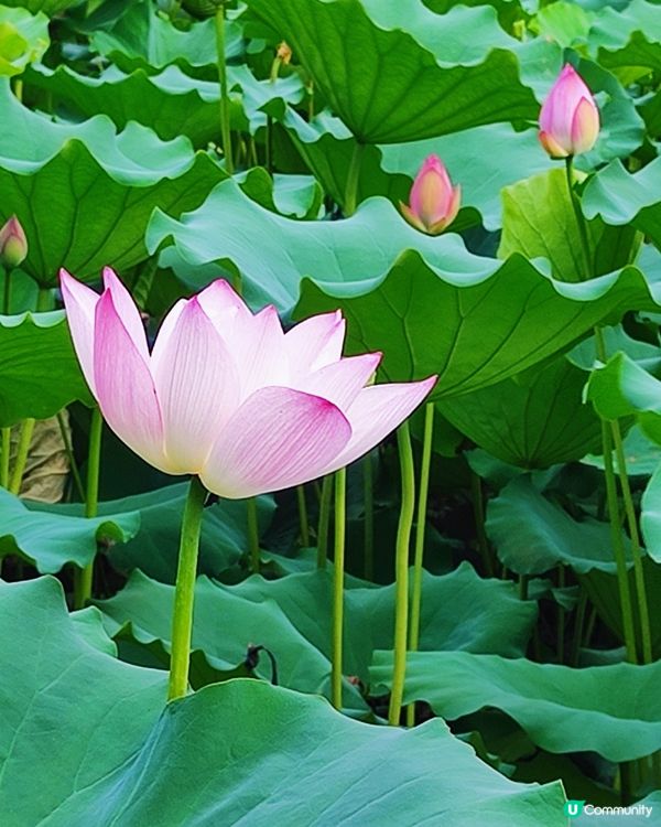 🌸我愛花花🌸🪷洪湖公園荷花節🪷  快D去打卡啦！
