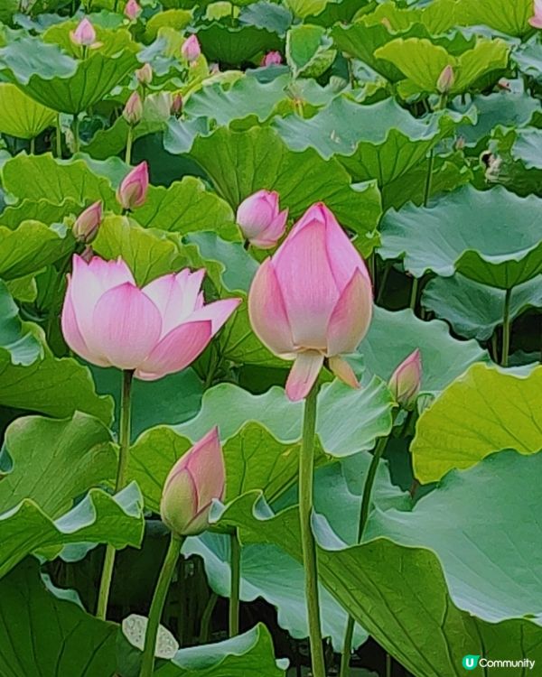 🌸我愛花花🌸🪷洪湖公園荷花節🪷  快D去打卡啦！