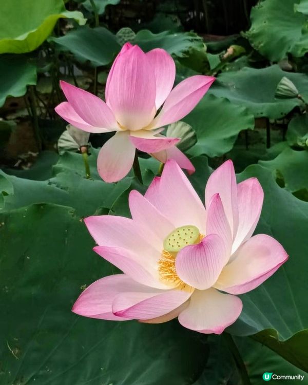 🌸我愛花花🌸🪷洪湖公園荷花節🪷  快D去打卡啦！