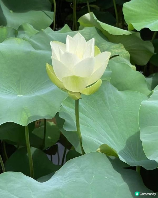 🌸我愛花花🌸🪷洪湖公園荷花節🪷  快D去打卡啦！