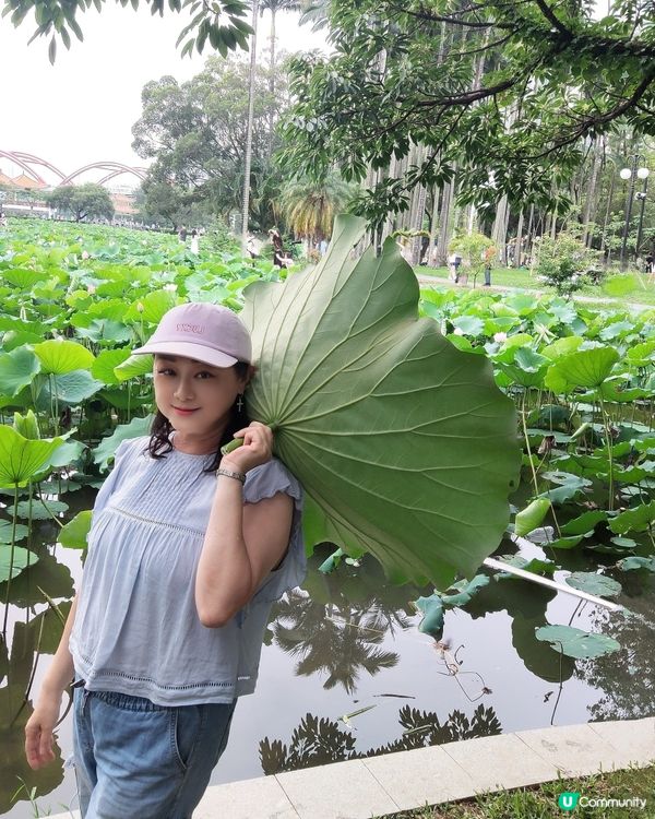 🌸我愛花花🌸🪷洪湖公園荷花節🪷  快D去打卡啦！