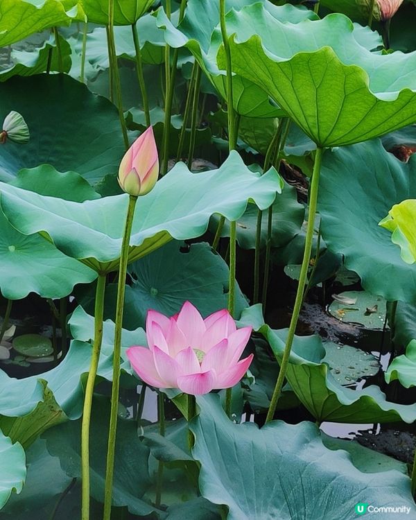 🌸我愛花花🌸🪷洪湖公園荷花節🪷  快D去打卡啦！