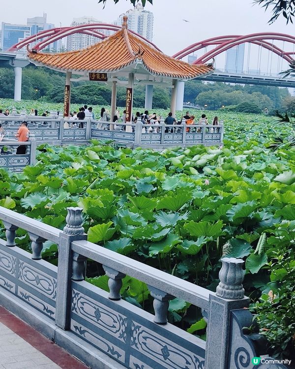 🌸我愛花花🌸🪷洪湖公園荷花節🪷  快D去打卡啦！