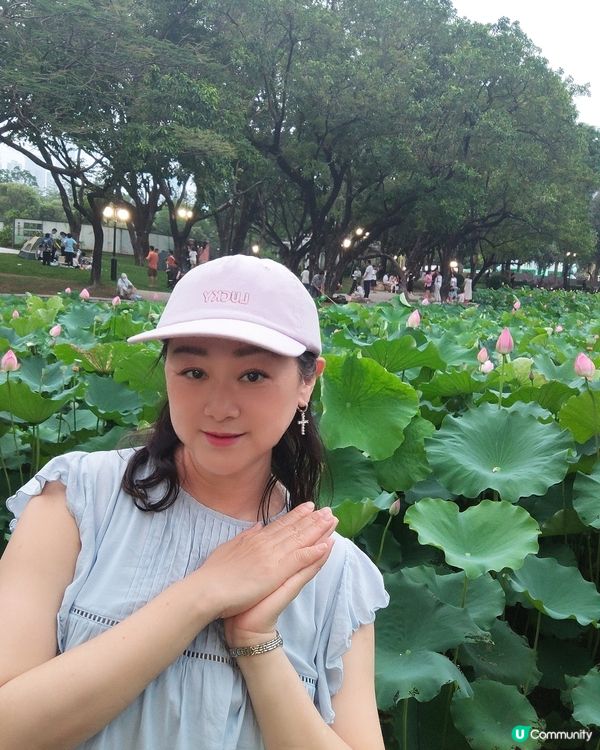 🌸我愛花花🌸🪷洪湖公園荷花節🪷  快D去打卡啦！