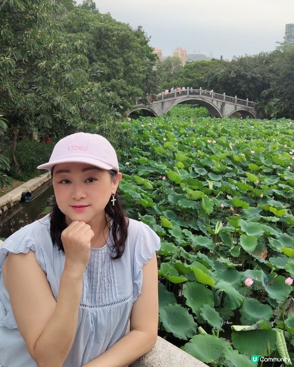 🌸我愛花花🌸🪷洪湖公園荷花節🪷  快D去打卡啦！