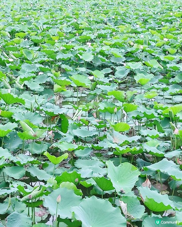🌸我愛花花🌸🪷洪湖公園荷花節🪷  快D去打卡啦！