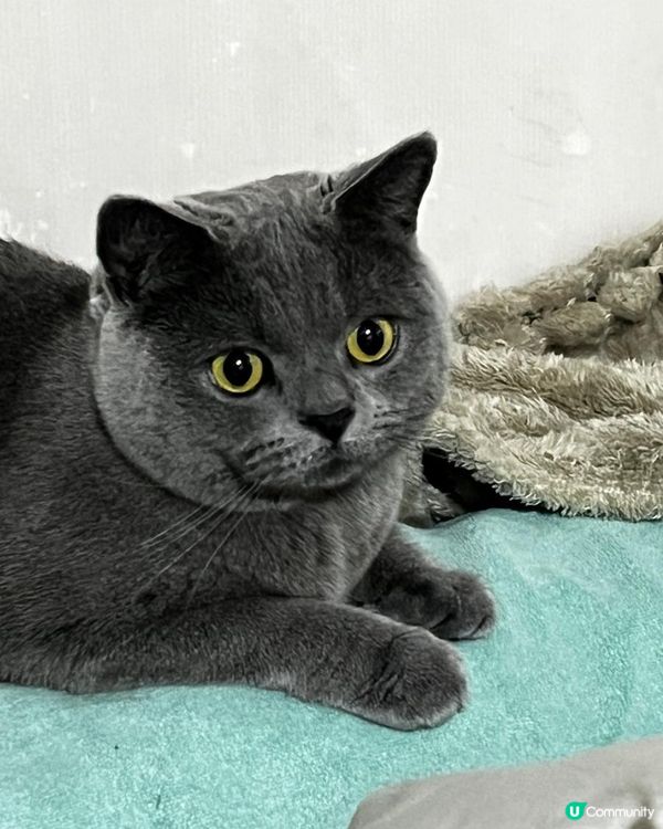 可愛的英國短毛藍貓，牠叫大嚿