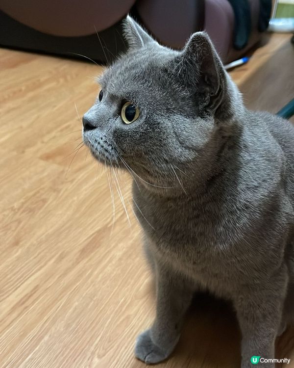 可愛的英國短毛藍貓，牠叫大嚿