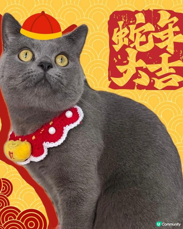 可愛的英國短毛藍貓，牠叫大嚿