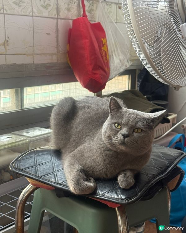 可愛的英國短毛藍貓，牠叫大嚿