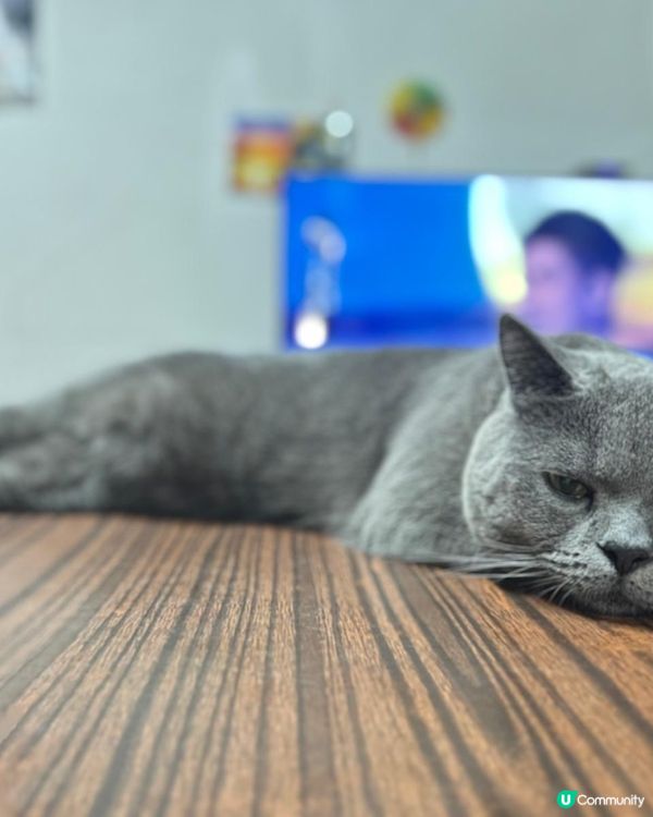 可愛的英國短毛藍貓，牠叫大嚿