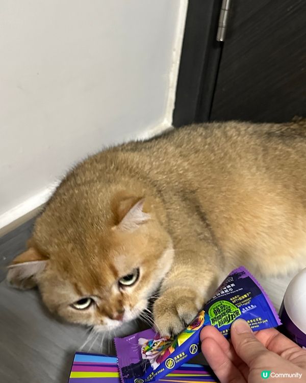 🐈‍⬛貓奴必備！除臭神器！💨