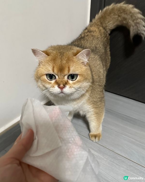 🐈‍⬛貓奴必備！除臭神器！💨