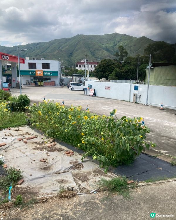 ☀️ 六月一日，尋回童真 🍦