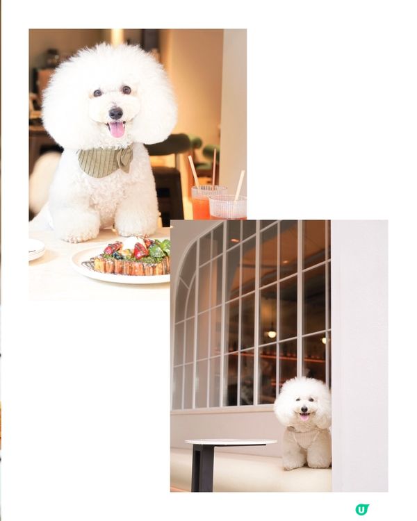 真實食評 甜品還好 意粉唔合格。