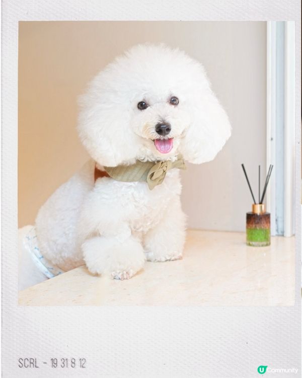 真實食評 甜品還好 意粉唔合格。