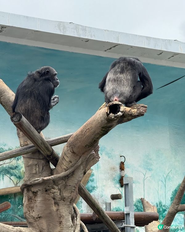 大阪親子遊-天王寺動物園