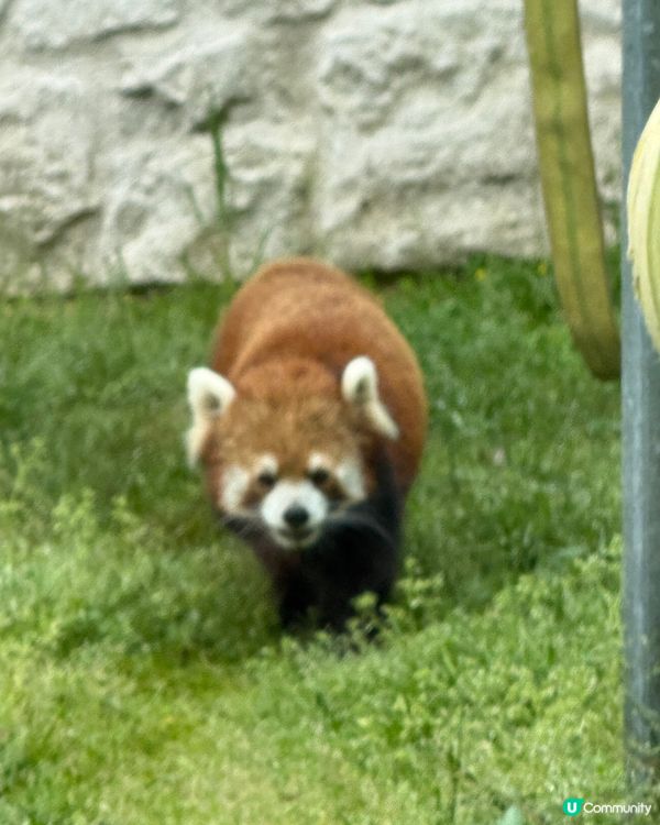 大阪親子遊-天王寺動物園