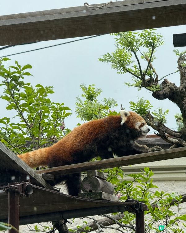 大阪親子遊-天王寺動物園