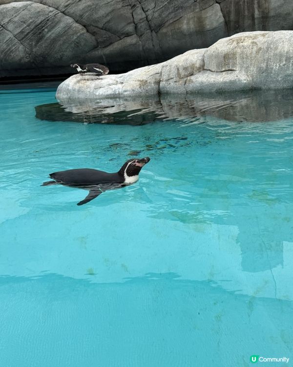 大阪親子遊-天王寺動物園
