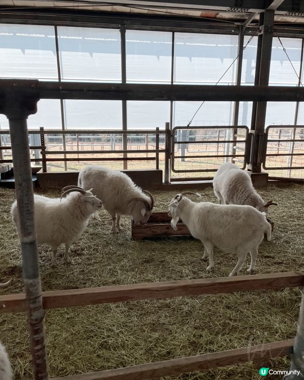 東京｜Mother Farm (觀光篇)