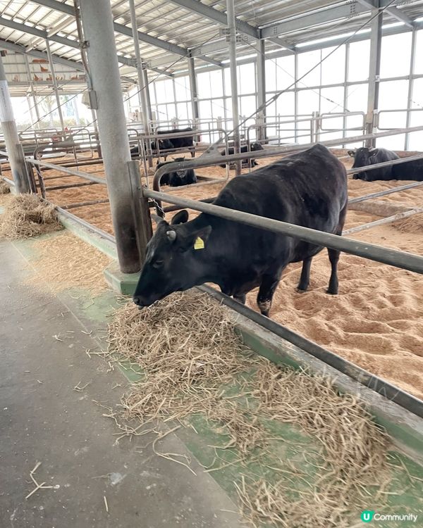 東京｜Mother Farm (觀光篇)