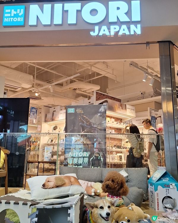 🐶🐱毛孩天堂！寵寵梳乎祭開鑼啦！🎉