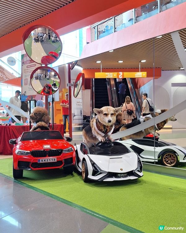 🐶🐱毛孩天堂！寵寵梳乎祭開鑼啦！🎉