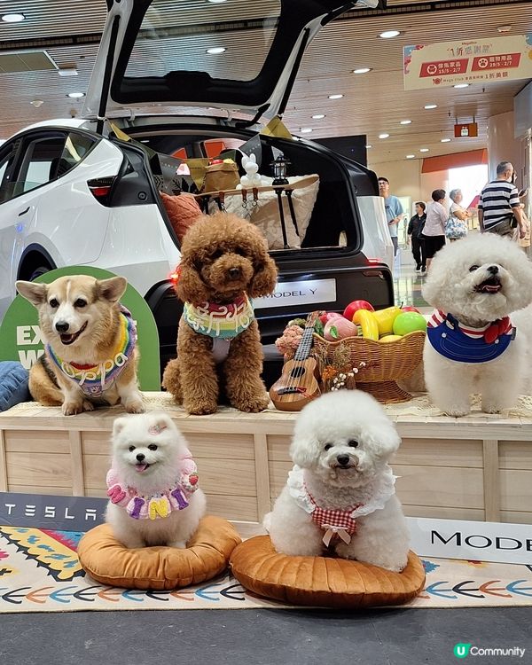 🐶🐱毛孩天堂！寵寵梳乎祭開鑼啦！🎉