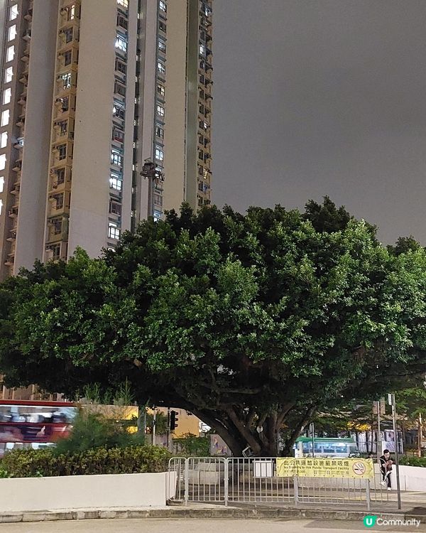 牛頭角下村隱世靚樹