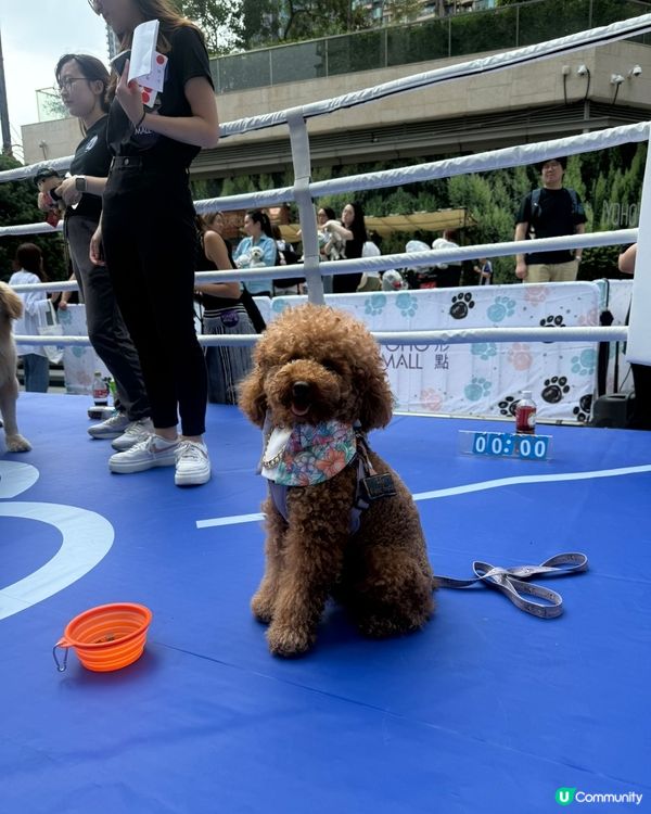 🐶🐶🐶  汪星人鬥定力！🏆