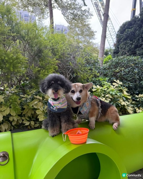 🐶🐶🐶  汪星人鬥定力！🏆