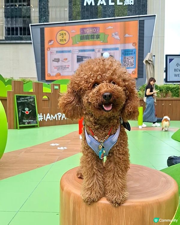 🐶🐶🐶  汪星人鬥定力！🏆