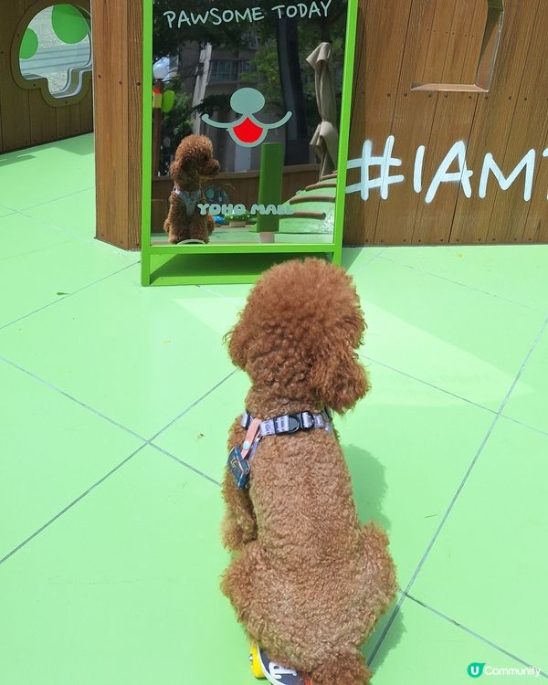 🐶🐶🐶  汪星人鬥定力！🏆