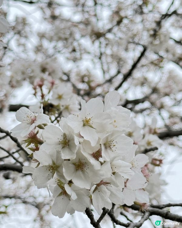 我眼中的黃鶴樓就是我眼中的武漢，是武漢的靈魂，在千年來見證了...