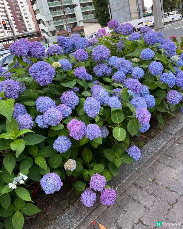 日本福崗自由行