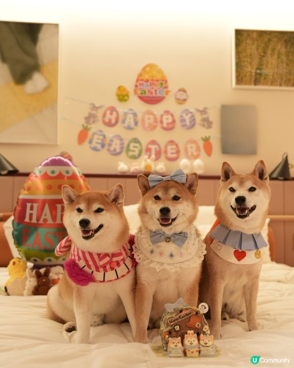 帶毛孩住酒店食好西