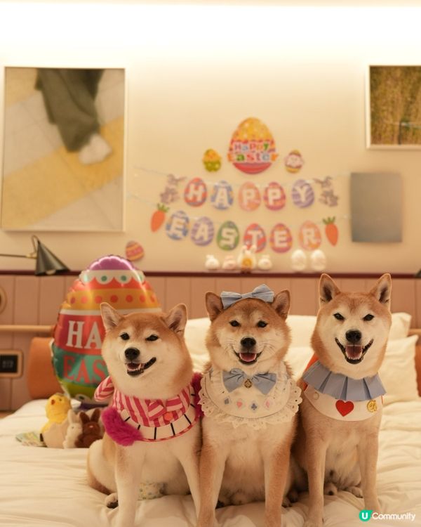 帶毛孩住酒店食好西