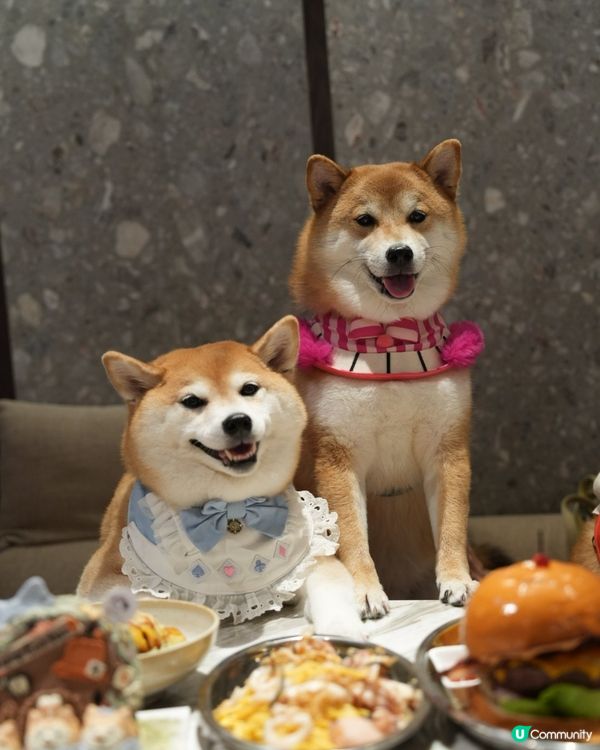 帶毛孩住酒店食好西