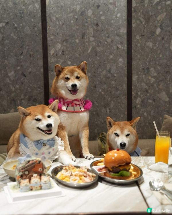 帶毛孩住酒店食好西