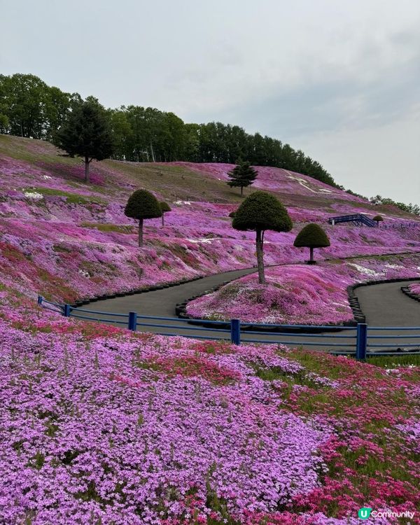 【日本自駕】北海道5月初春道東7天自駕遊行程整合（新札幌 → 富良野 → 層雲峽 → 網走知床→富良野→北廣島 → 新札幌)