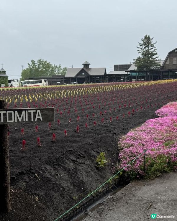 【日本自駕】北海道5月初春道東7天自駕遊行程整合（新札幌 → 富良野 → 層雲峽 → 網走知床→富良野→北廣島 → 新札幌)